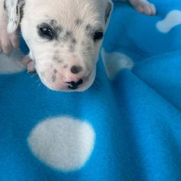 Kit Kat - White and black male Dalmatian puppy in Austin, Texas from Dazzling Dalz