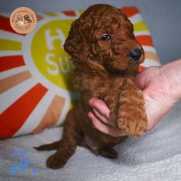 Goldendoodle Puppies from Poppy Doodle Farms
