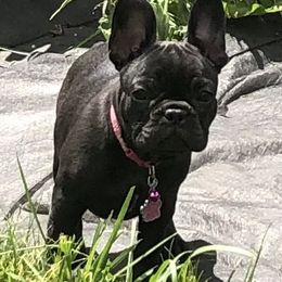 French Bulldog Puppies from Bully For You Kennels