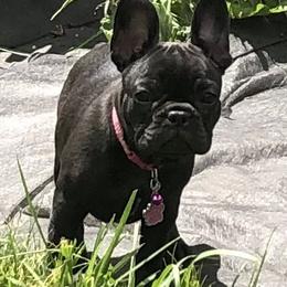 French Bulldog Puppies from Bully For You Kennels