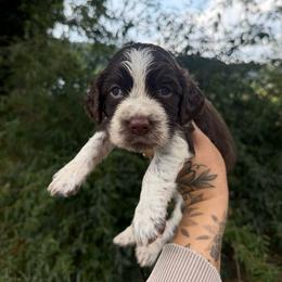 Josh - Tri-Roan male English Springer Spaniel puppy in Cookeville, Tennessee from Krossroads Kennel