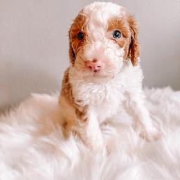 Pumpkin Pie - Fawn and white male Sheepadoodle puppy in Republic, Missouri from DOOD & Co