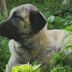 Anatolian Shepherd Dogs from GOAT Meadows