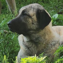 Anatolian Shepherd Dogs from GOAT Meadows