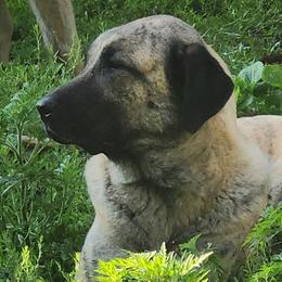 Anatolian Shepherd Dogs from GOAT Meadows