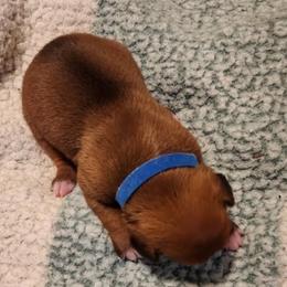 Blue Collar - Fawn male Boxer puppy in Gloucester, Virginia from Keen Boxers