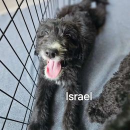 Israel - Black and white Sheepadoodle puppy in Egg Harbor City, New Jersey from Doodles by Starlight