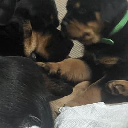Rottweiler Puppies from CG Rottweilers
