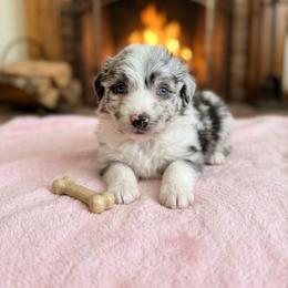 Aquamarine - Blue merle female Australian Shepherd puppy in Ellensburg, Washington from Creekside Aussies