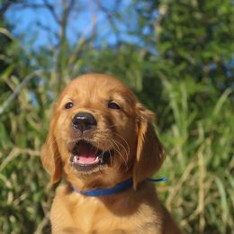 Golden Retriever Puppies from Sunshine Goldens