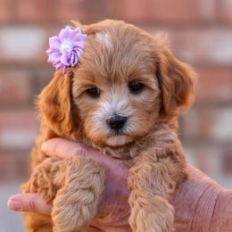 La Bamba - Red female Cavapoo puppy in Murray, Utah from Good Looking Dogs