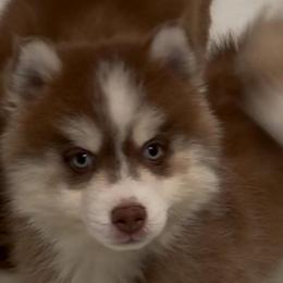 Cooper - Chocolate male Pomsky puppy in Spring Hill, Florida from PDQ Pomskies