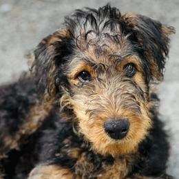 Brown Collar Girl - Sugaree - Black and tan female Airedale Terrier puppy in Longview, Washington from Grateful Aire