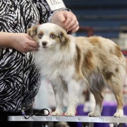 Westley - Toy Australian Shepherd