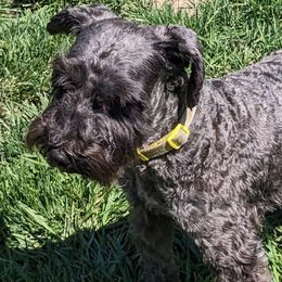 Herman - Miniature Schnauzer