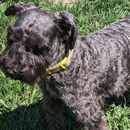 Herman - Miniature Schnauzer