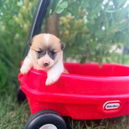 Gigi - Red female Pembroke Welsh Corgi puppy in Rose, Nebraska from Clearsky Corgis