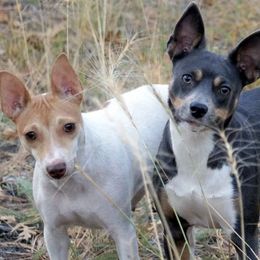 Rat Terriers from Arizona Rat Terriers