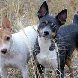 Rat Terriers from Arizona Rat Terriers