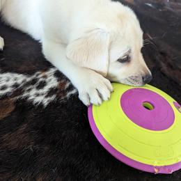 Labrador Retriever Puppies from BAK Forty Ranch