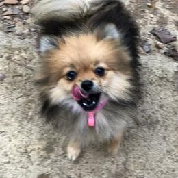 Pomeranian and Shih Tzu All Grown Up from Sweet Success