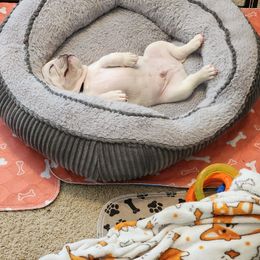 French Bulldog Puppies from Shawhan Family Frenchies