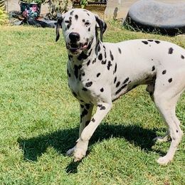 Beau - Dalmatian