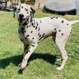 Beau - Dalmatian