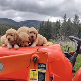 Golden Retriever Puppies from Rosehaven Homestead