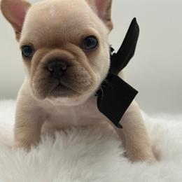 Holden - Cream male French Bulldog puppy in Largo, Florida from Big Daddy Frenchies