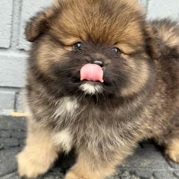Onyx - Orange sable male Pomeranian puppy in Newark, Ohio from Keeperofstars Pomeranians