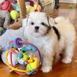 Morkie and Yorkshire Terrier Puppies from Jewels Yorkshire’s