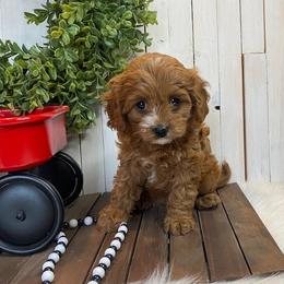 Cavapoo and Coton de Tulear Puppies from Big Gulch Puppies