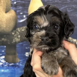 Gomez - Cockapoo puppy in Salem, Oregon from Capital Doodles