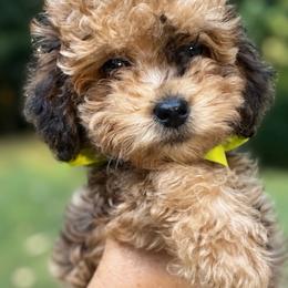 Teddy Bear-Miss Caroline - female Bernedoodle puppy in Paoli, Indiana from Brambleberry Doodles