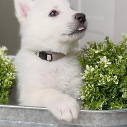 Siberian Husky Puppies from Snowy Siberians