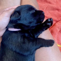 Labrador Retriever Puppies from Joy Luck Labs, LLC