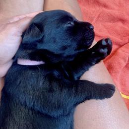 Labrador Retriever Puppies from Joy Luck Labs, LLC