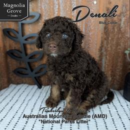 Denali - Blue Collar - male Australian Mountain Doodle puppy in Oxford, Alabama from Magnolia Grove Doodles
