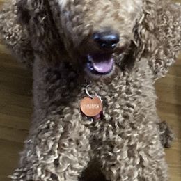 Poodles from Southern Pride Standard Poodles and Doodles