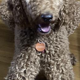 Poodles from Southern Pride Standard Poodles and Doodles