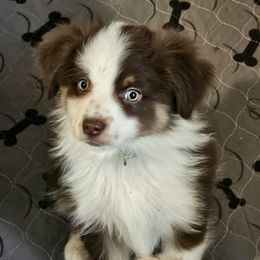 Kirk - Red tri male Toy Australian Shepherd puppy in Luzerne, Iowa from Rouse's Aussies