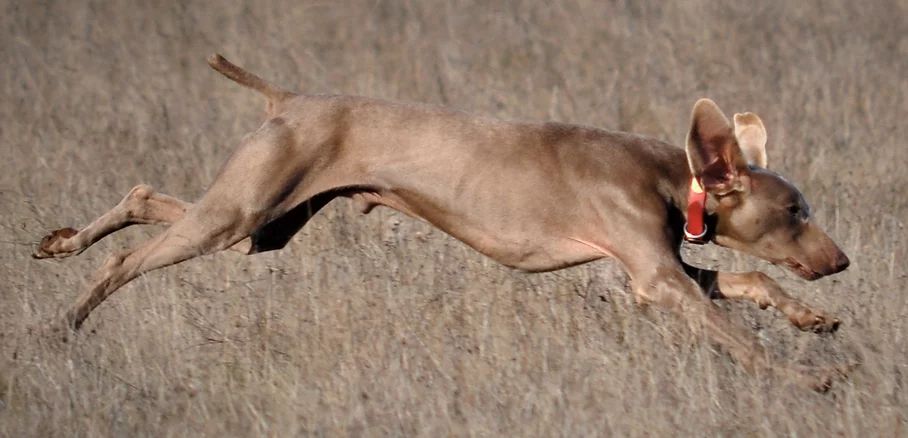 Hanson weimaraners store