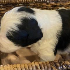 Saint Berdoodles from Parker’s St Berdoodles