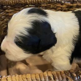 Saint Berdoodles from Parker’s St Berdoodles