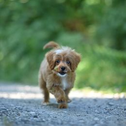 Marty - Apricot male Cavapoo puppy in Deming, Washington from Heavenly Puppies to Love