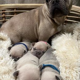 French Bulldogs from Fleur De Frenchie