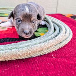 Jace - Gray and white male American Corgi puppy in Shawnee, Oklahoma from Sunray Ranch