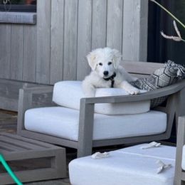 Francesco - White male Maremma Sheepdog puppy in Kings County, California from Prancing Pony Farm Maremma Sheepdogs