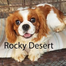 Cavalier King Charles Spaniel, Cavapoo, and Poodle All Grown Up from Rocky Desert Goldens and Cavaliers